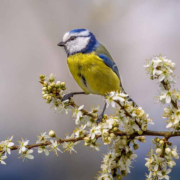 Take Heart: Herbs for Troubled Times