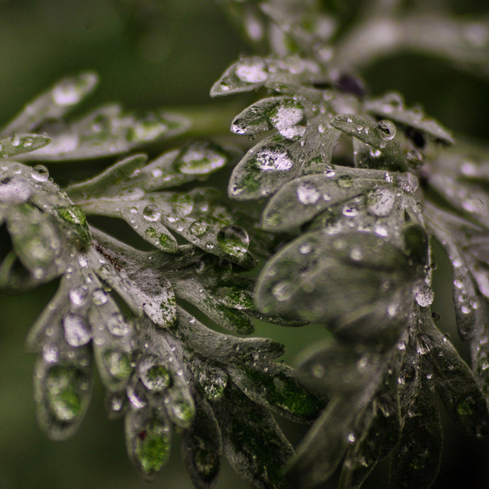 The Scent of Wild Kinship: The Medicine and Magic of Aromatic Plants